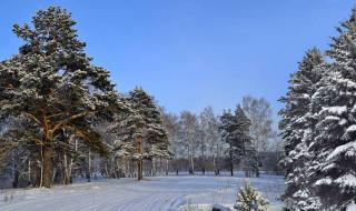 阳光照射雪景的文案 雪后的阳光